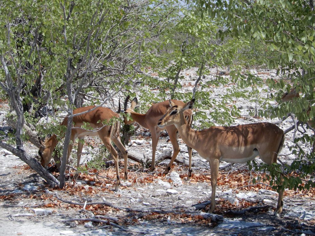 Impala herd browsing under trees on white calcrete, Namibia