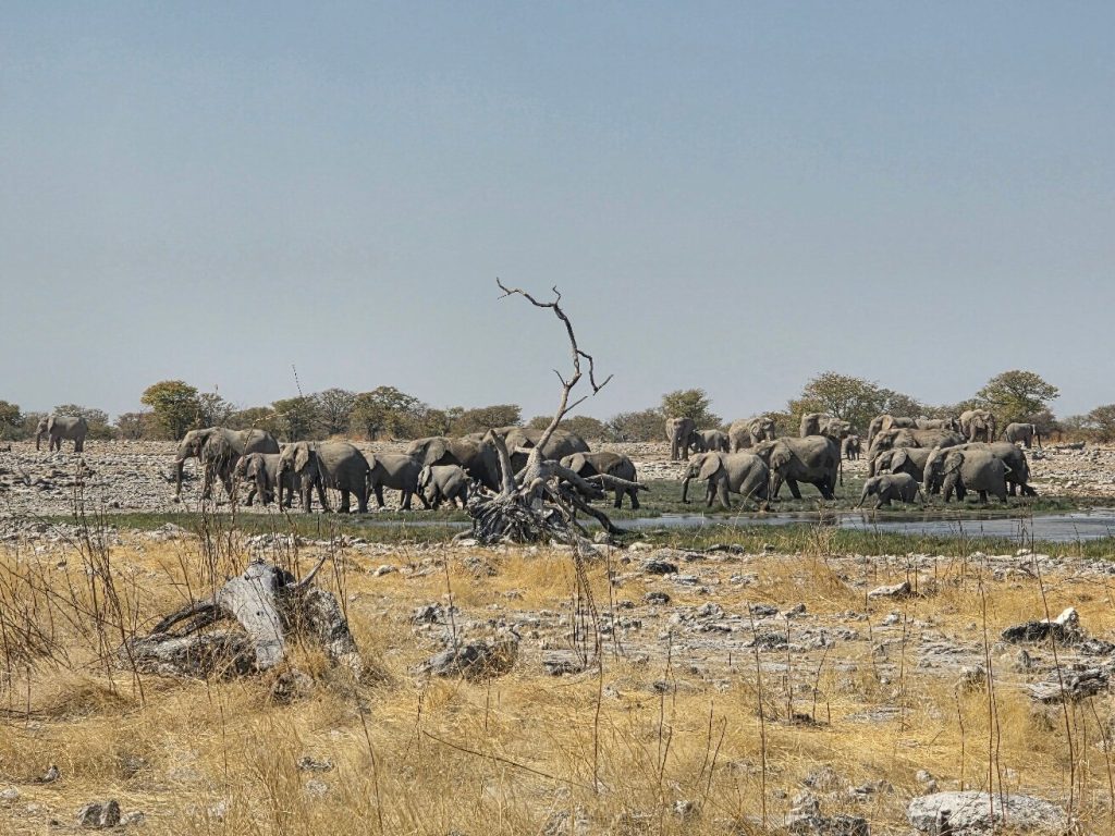 Large elephant herd lining waterhole behind dry grass, Namibia