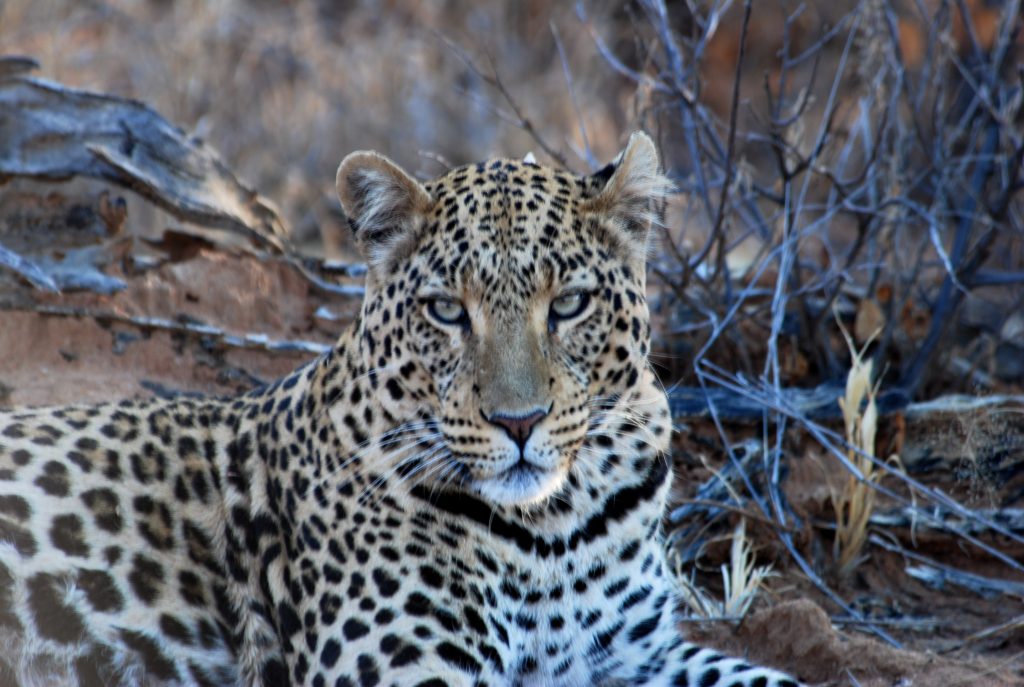 A leopard lying down and looking directly at the camera, its spotted coat lit by low sun against red rock and bare grey branches