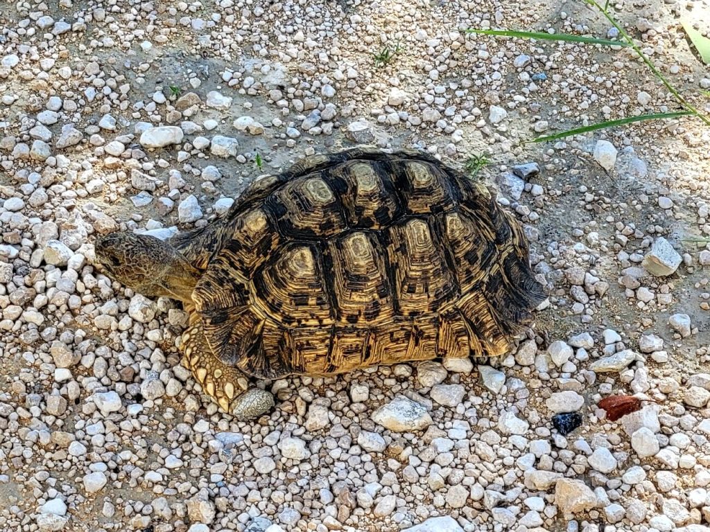 Leopard tortoise crossing white limestone gravel, Namibia
