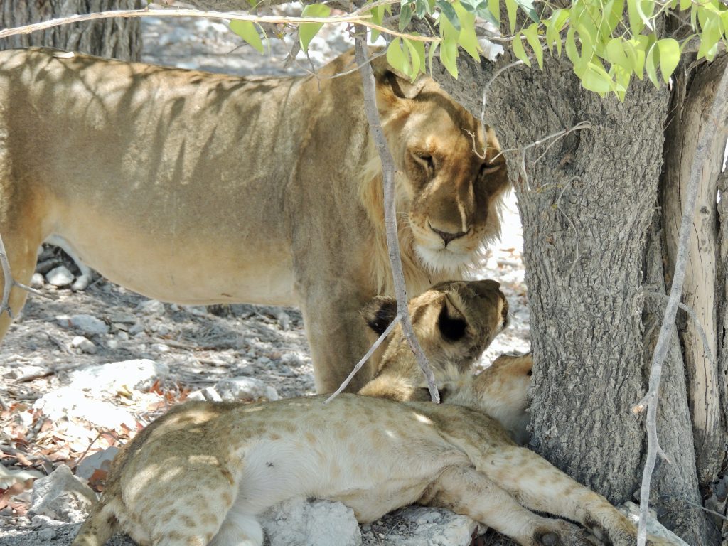 Lioness and cubs resting in tree shade, Namibia