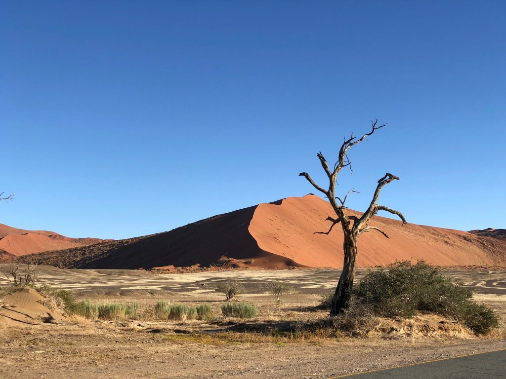 Lone dead camelthorn beside tarred desert road, Namibia