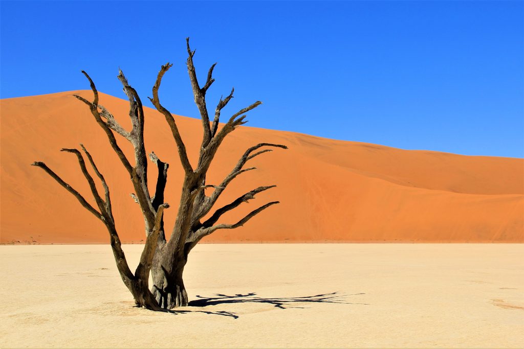 Lone dead camelthorn tree on white pan, Namibia
