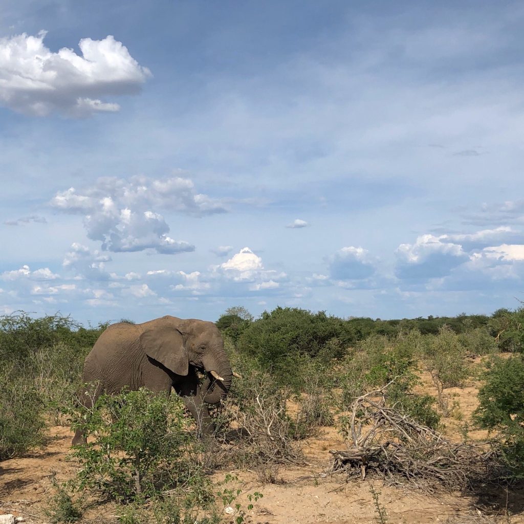 Lone elephant feeding in green mopane bush, Namibia