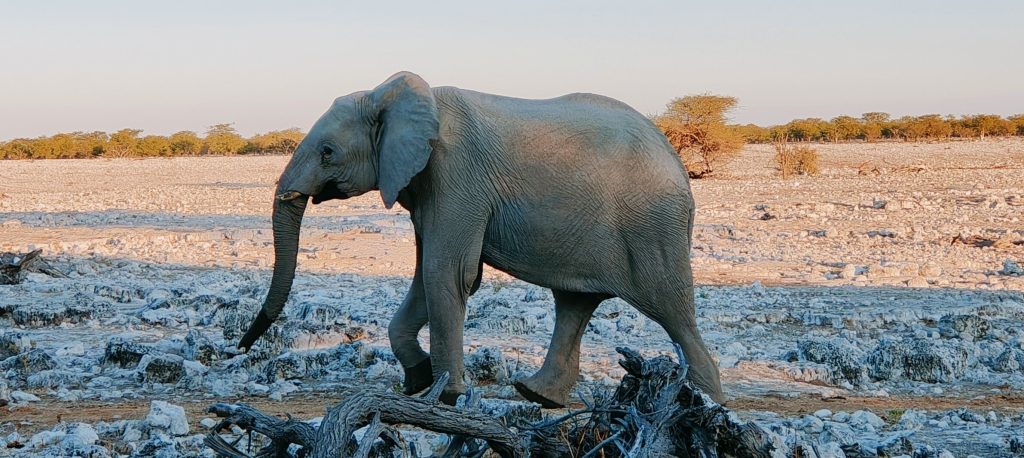 Lone elephant walking over white limestone rocks, Namibia