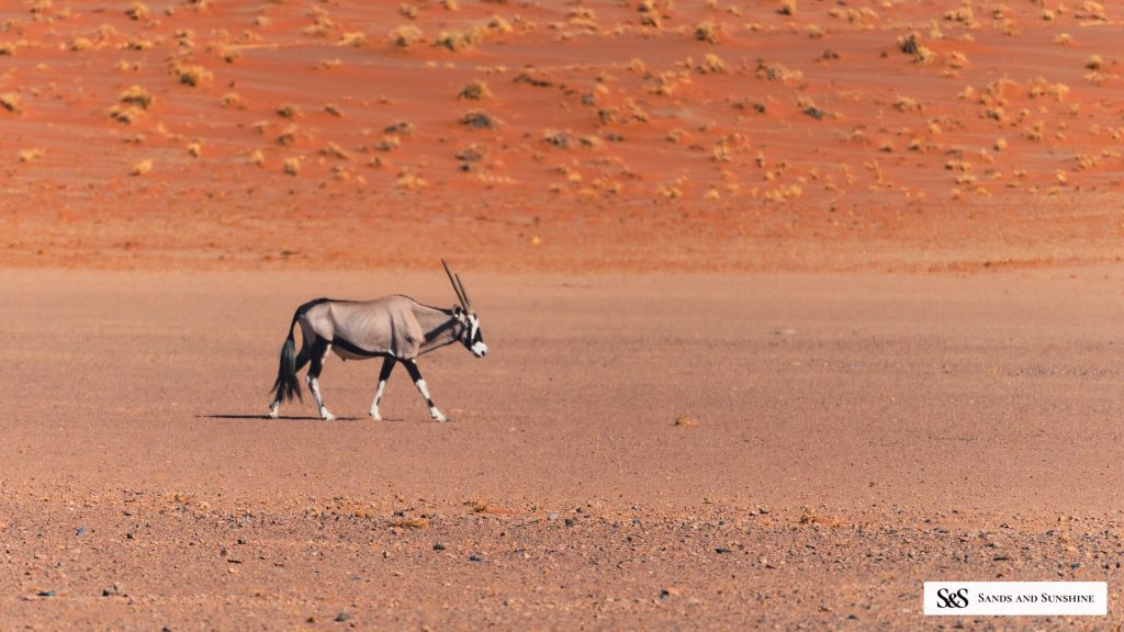 Lone gemsbok crossing gravel plain below red dune, Namibia