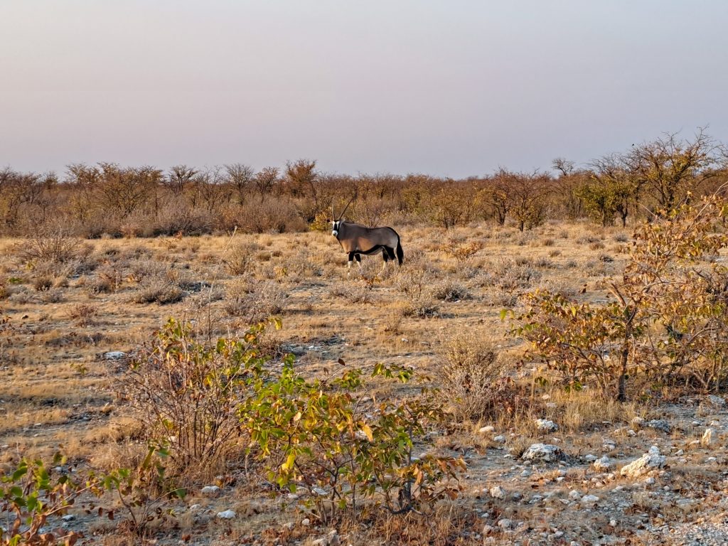 Lone gemsbok in golden scrub at dusk, Namibia