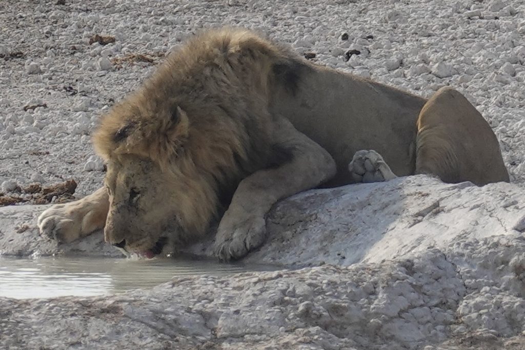 Male lion lying down drinking at waterhole edge, Namibia