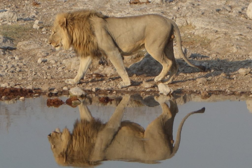 Male lion walking past a waterhole with mirror reflection, Namibia