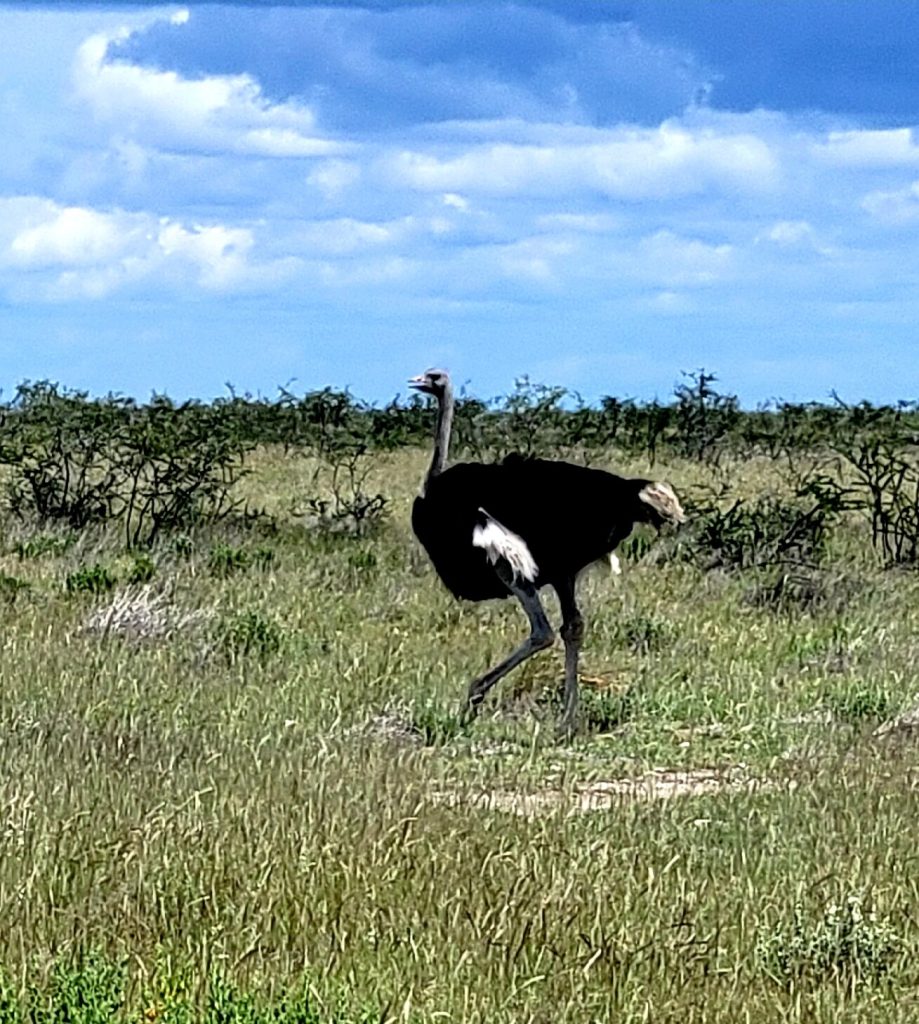 Male ostrich walking across green grassland, Namibia
