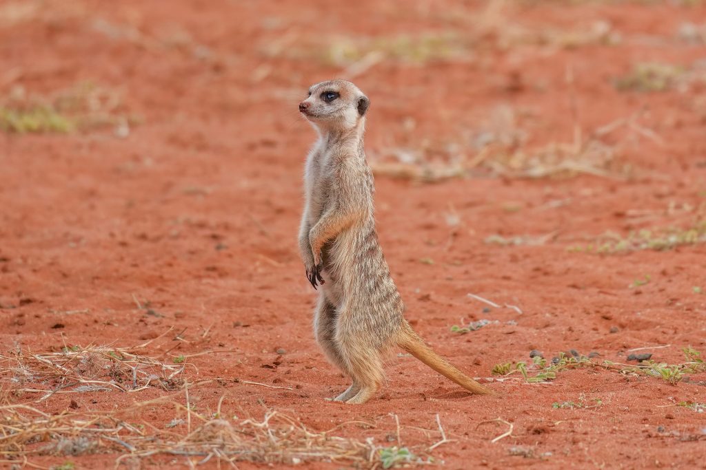 A meerkat standing upright on its hind legs on red Kalahari sand, keeping watch with its tail resting on the ground behind it