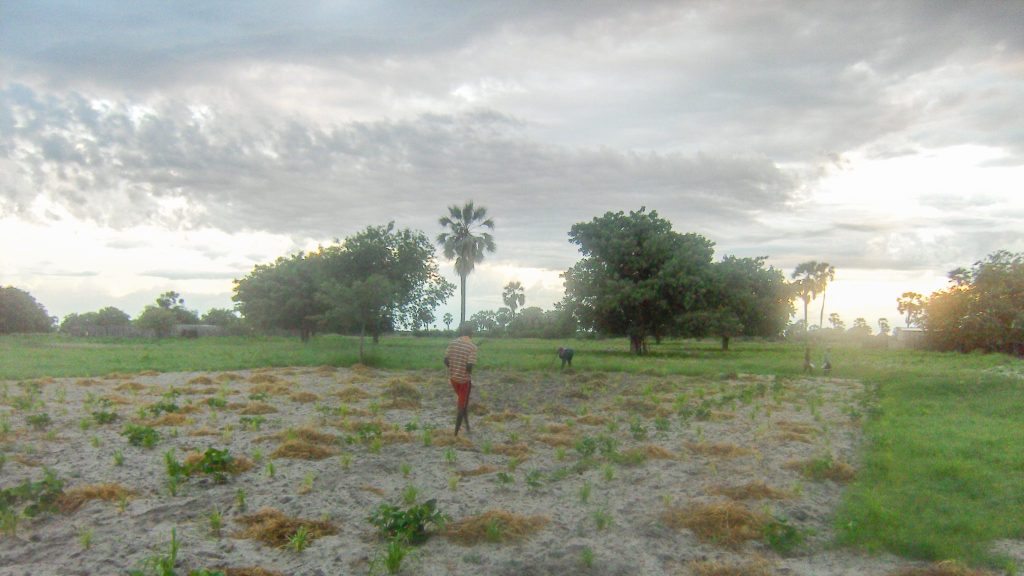 A sandy mahangu millet field in rural Owamboland with young green shoots, makalani palms and broad trees along the edge, worked by two distant figures at dusk