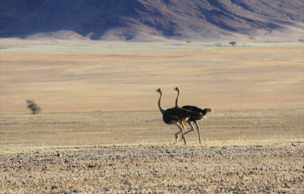 Pair of ostriches striding across golden plain, Namibia