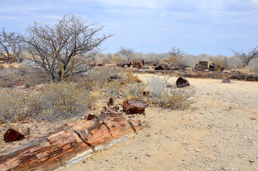 A long banded fossilised tree trunk lying half-buried in gravel among dry scrub at the Petrified Forest near Khorixas
