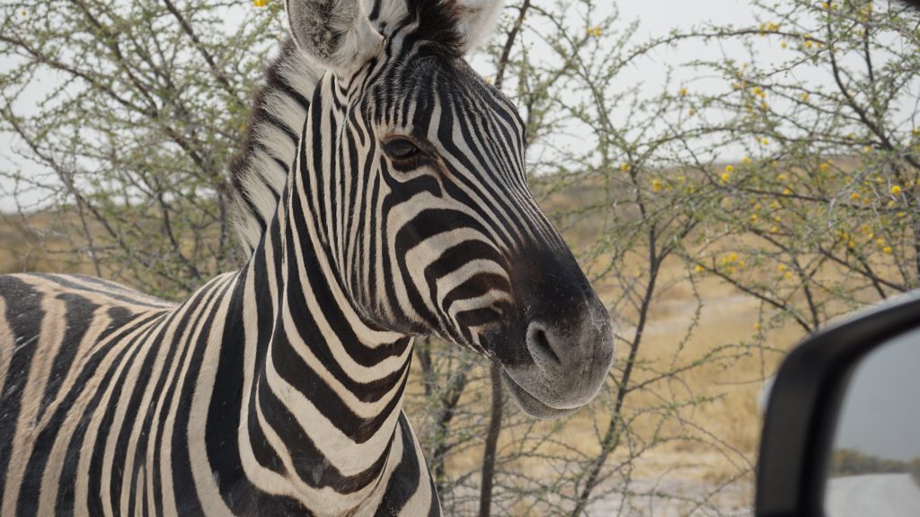 Plains zebra close up beside vehicle wing mirror, Namibia