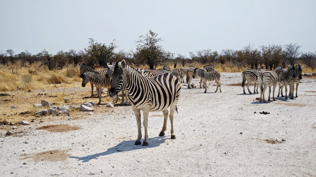 Plains zebra herd on white calcrete ground, Namibia