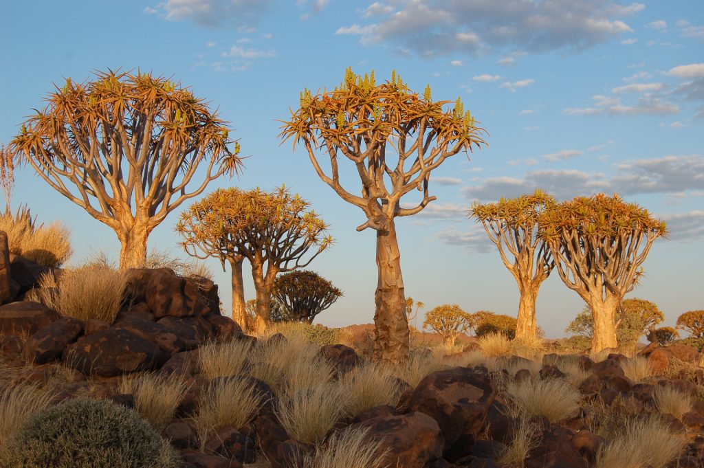 A stand of quiver trees with thick pale trunks and spiky crowns lit gold by low sun, rising from dark dolerite boulders and pale grass at the Quiver Tree Forest near Keetmanshoop