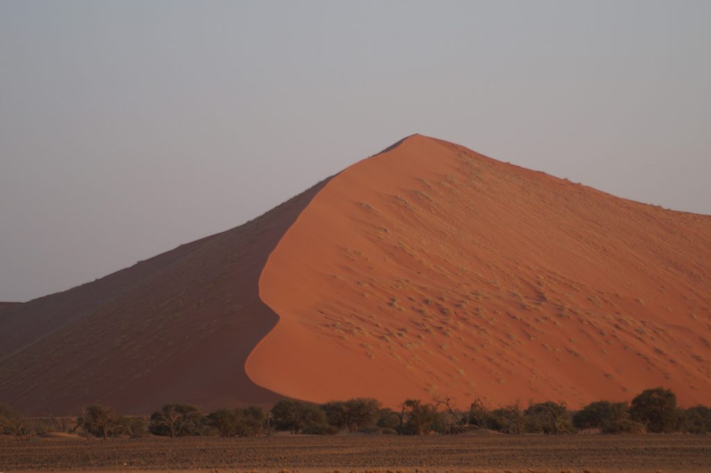 Red dune with shadowed flank above camelthorn trees, Namibia