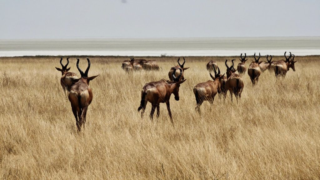 Red hartebeest herd in golden grass by the Etosha pan, Namibia