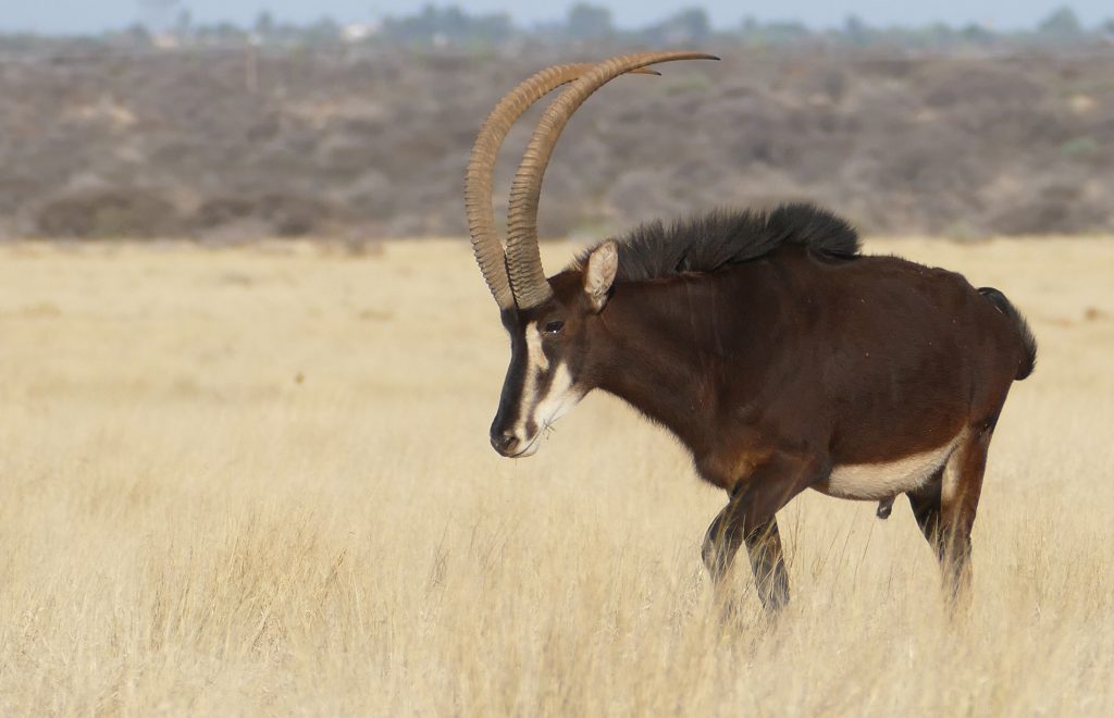 A dark chocolate-brown sable antelope bull with long back-swept ridged horns and a white face blaze, standing in tall golden dry grass