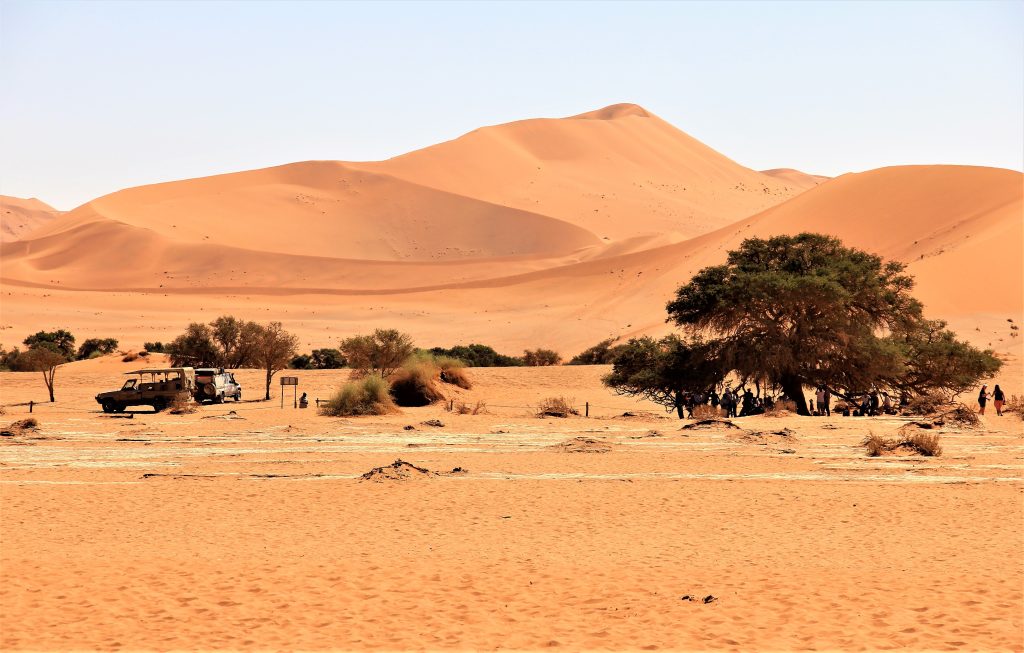 Safari 4x4s and camelthorn shade below dunes, Namibia