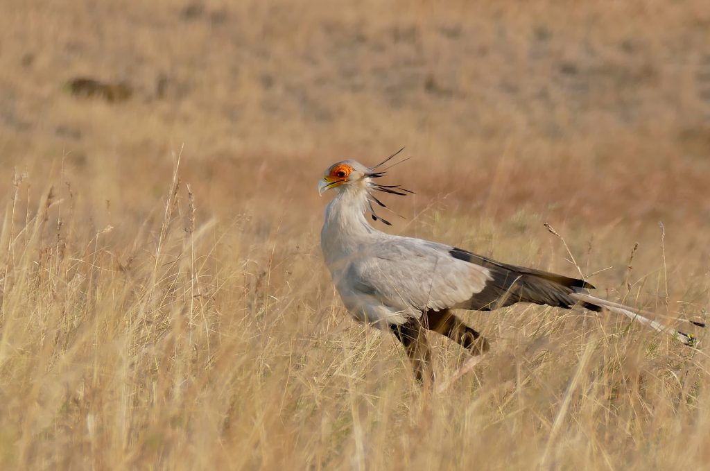 A secretary bird walking through tall dry grass, showing its grey body, black flight feathers, orange face patch and the long black quills at the back of its head