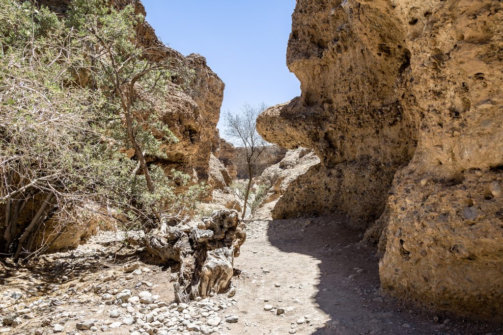 The sandy floor of Sesriem Canyon running between tall conglomerate walls, with a green tree clinging to the left side