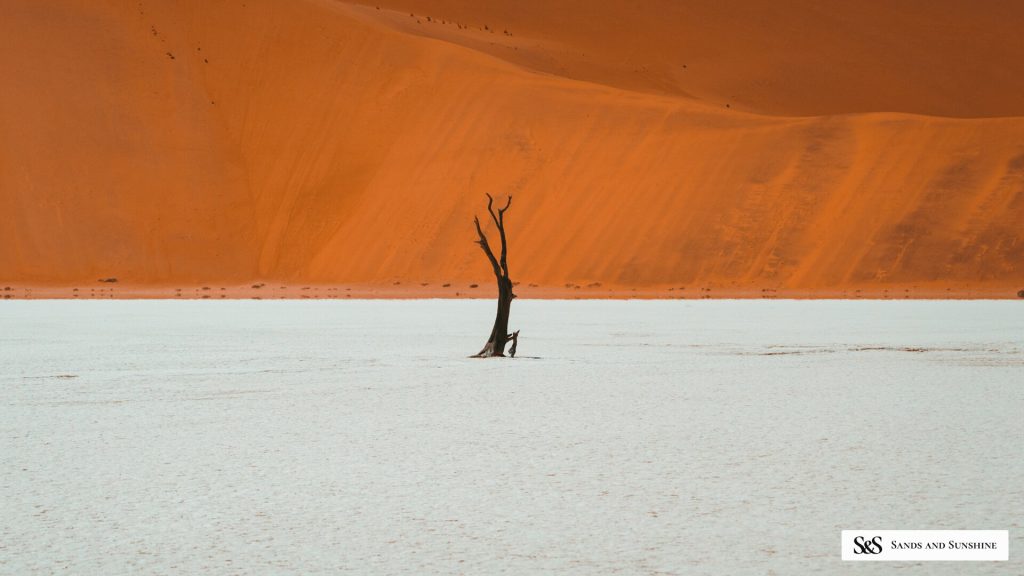 Single dead tree on white pan below orange dune wall, Namibia