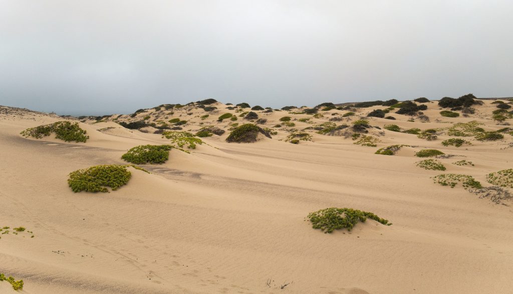 Low pale hummock dunes dotted with green scrub under a bank of grey sea mist in Skeleton Coast National Park