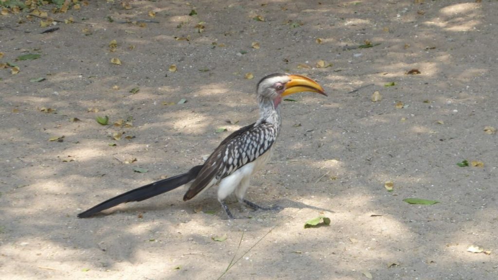Southern yellow billed hornbill on shaded sand, Namibia