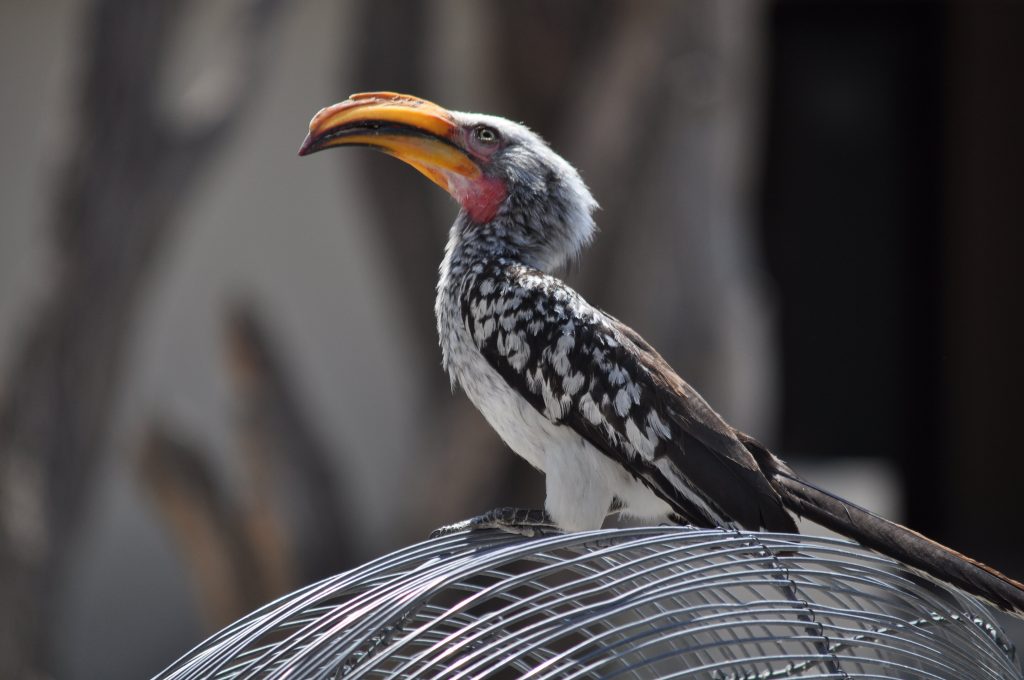 Southern yellow billed hornbill perched on wire mesh, Namibia