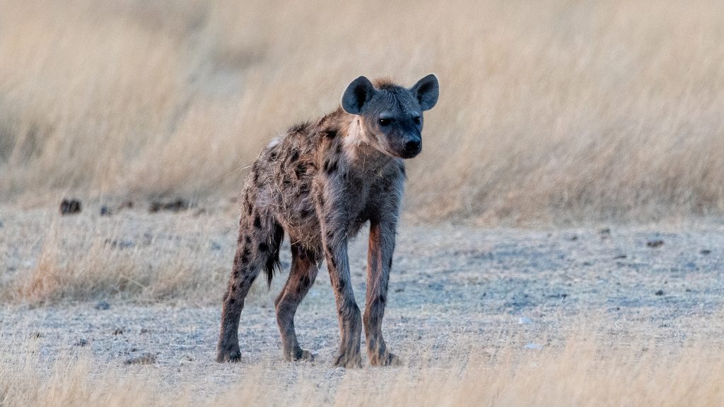 A spotted hyena standing alert on pale gravel at the edge of tall golden grass in Etosha National Park, warm early light on its spotted flanks
