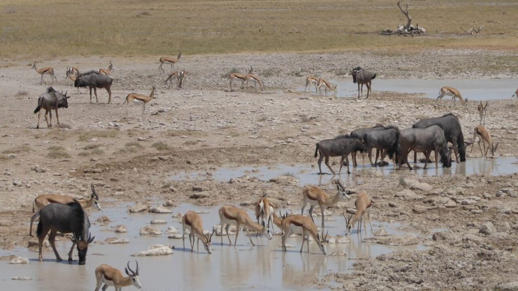 Springbok and wildebeest drinking at a crowded waterhole, Namibia