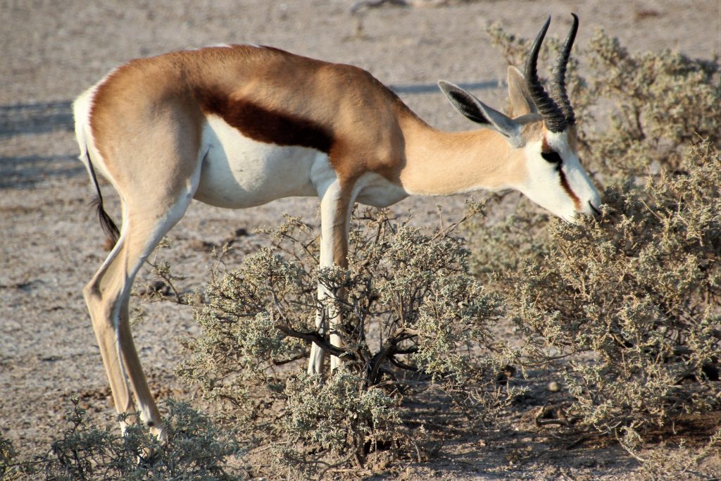 Springbok browsing on a desert shrub, Namibia
