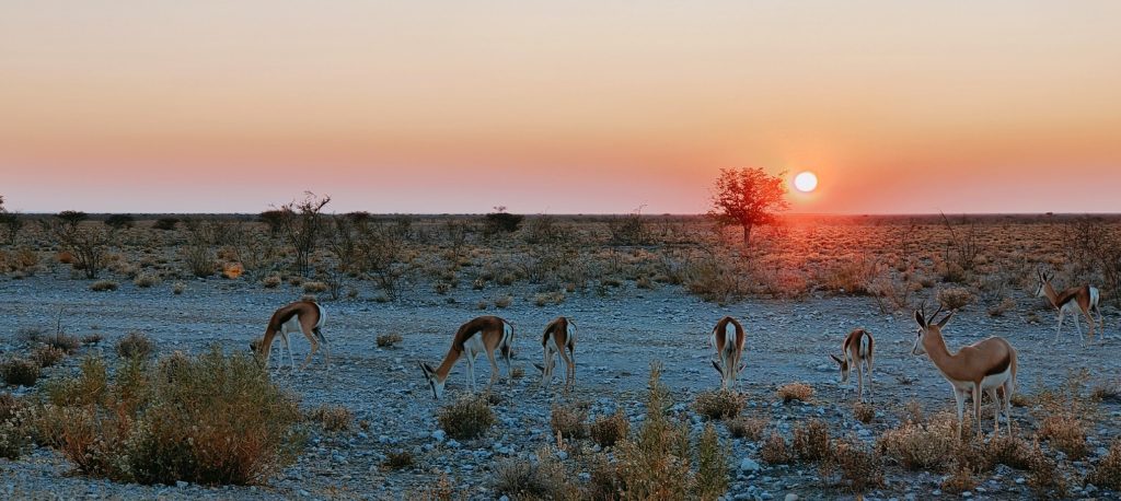 Springbok herd grazing at sunset beside lone tree, Namibia