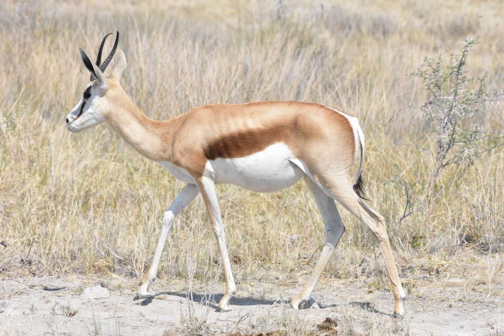 Springbok walking in profile through dry grass, Namibia