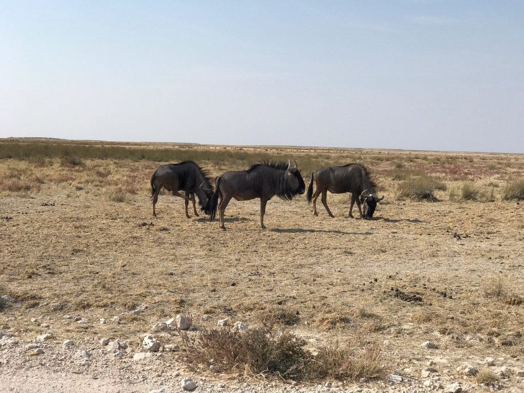 Three blue wildebeest grazing on dry plain, Namibia