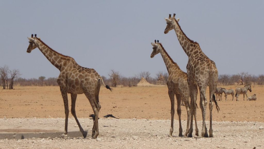 Three giraffes at waterhole with zebras and termite mound, Namibia