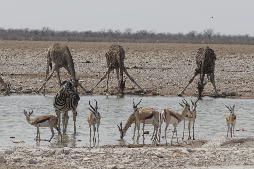 Three giraffes splay legged drinking with springbok herd, Namibia
