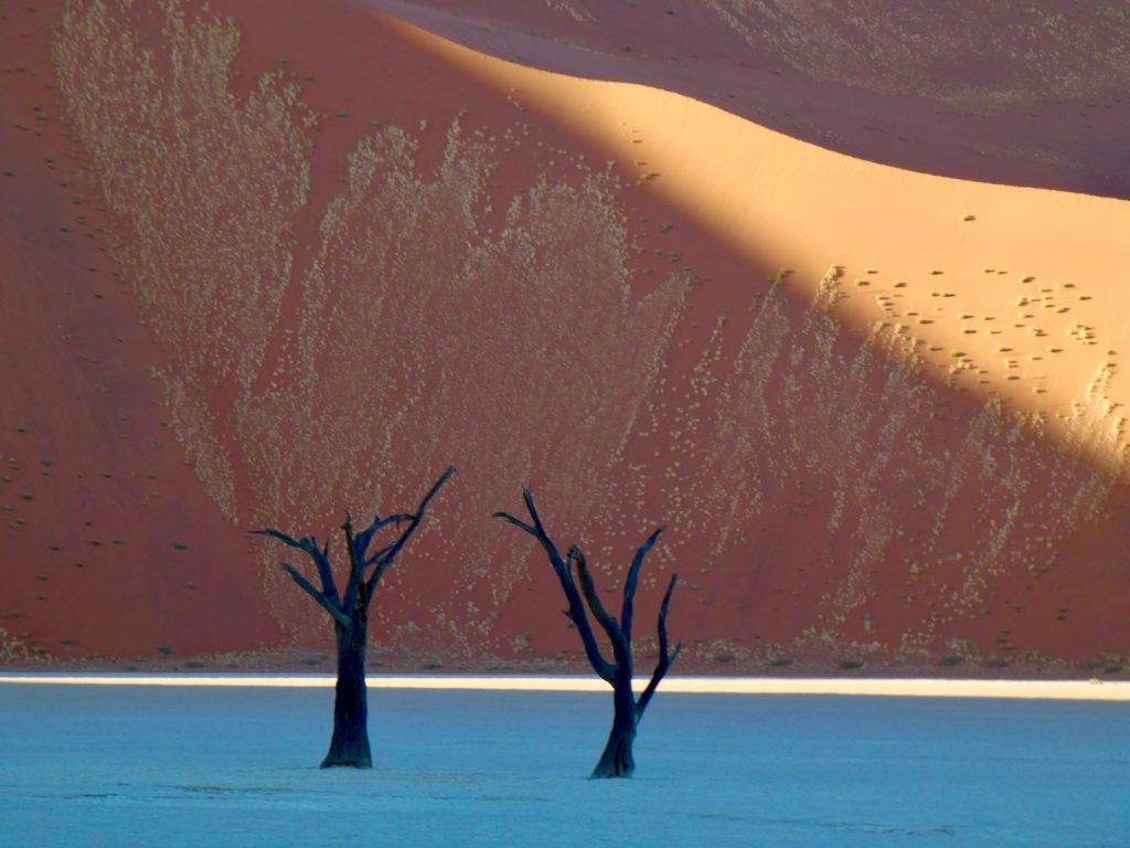 Two dead trees on shaded pan below sunlit dune, Namibia