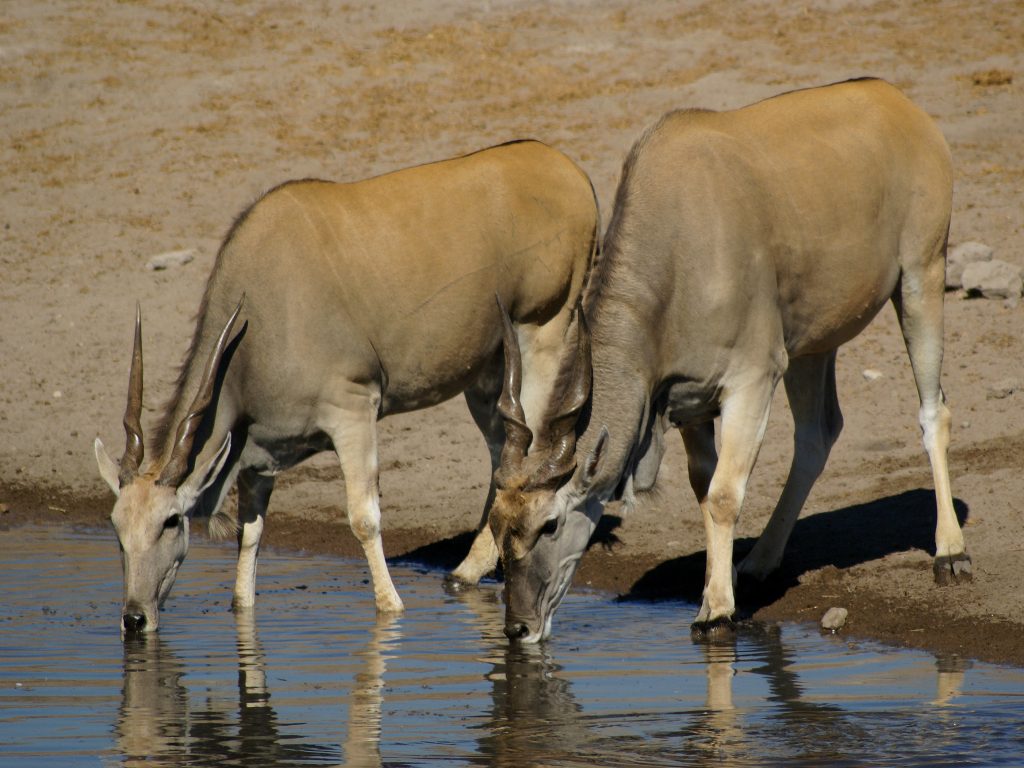Two eland bulls with spiralled horns lowering their heads to drink at the edge of a shallow waterhole, their reflections in the still water
