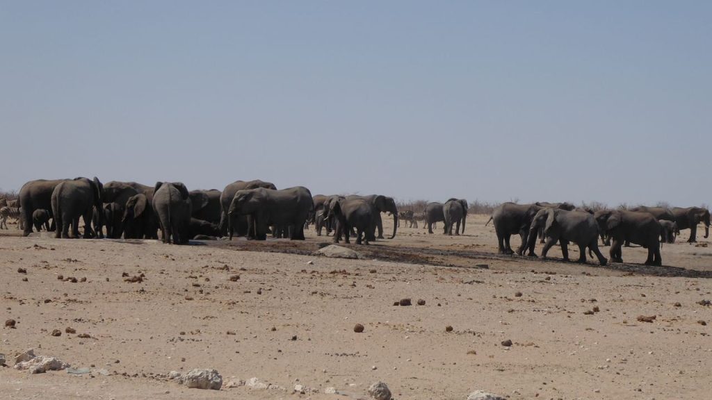 Two elephant herds strung across a bare gravel plain, Namibia