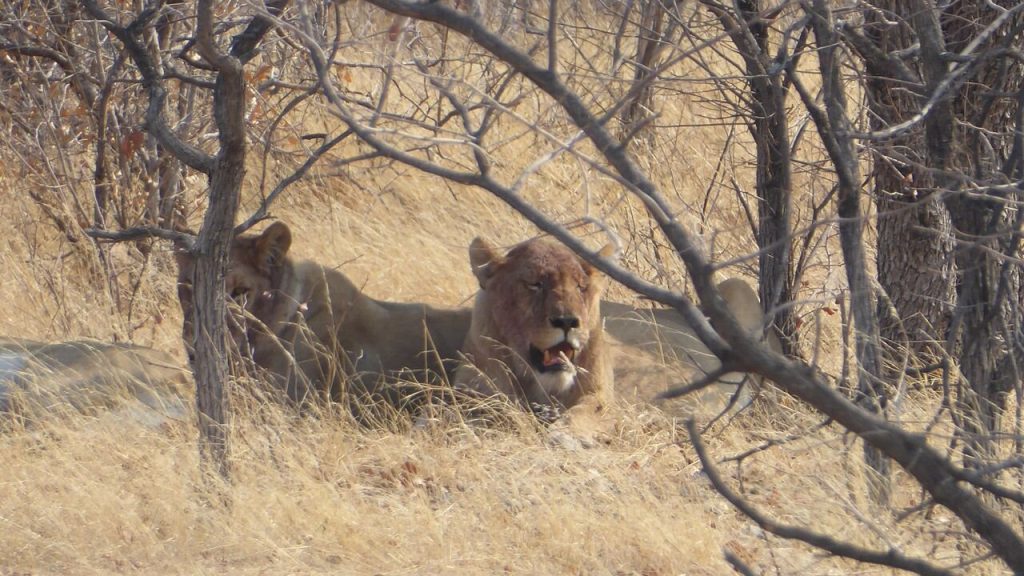 Two lions resting in dry grass under thornbush, Namibia