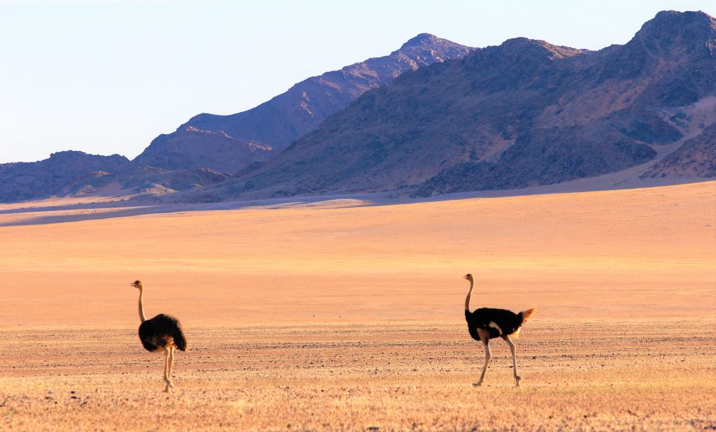 Two ostriches below jagged desert mountains, Namibia