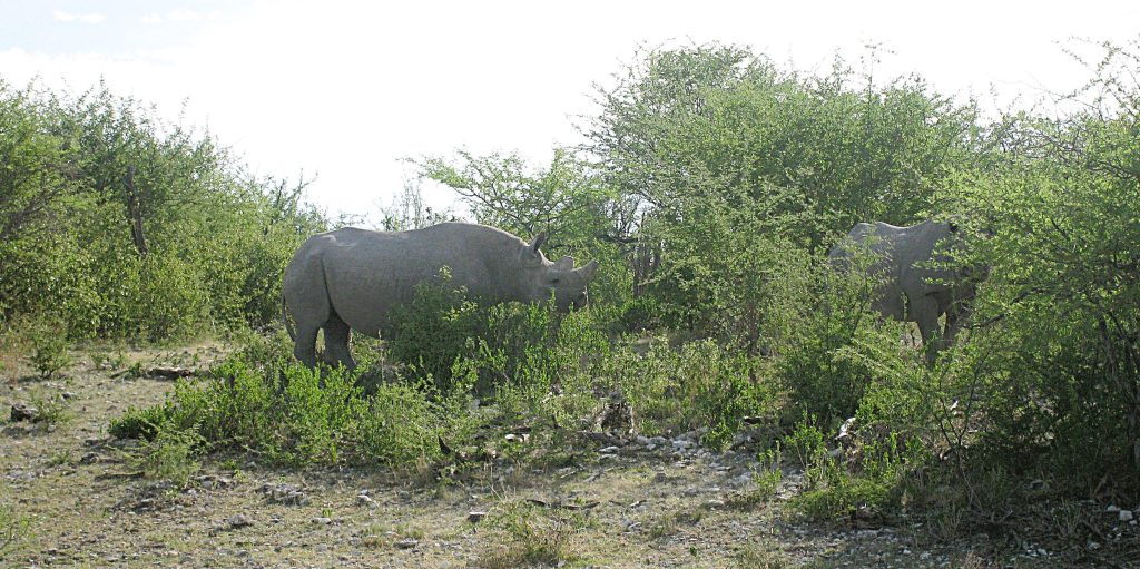 Two rhinos browsing in green thornbush, Namibia