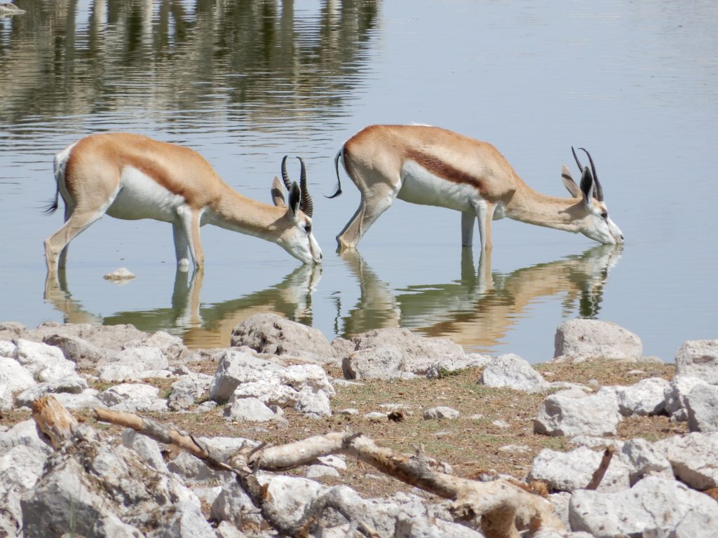 Two springbok drinking at a waterhole, Namibia