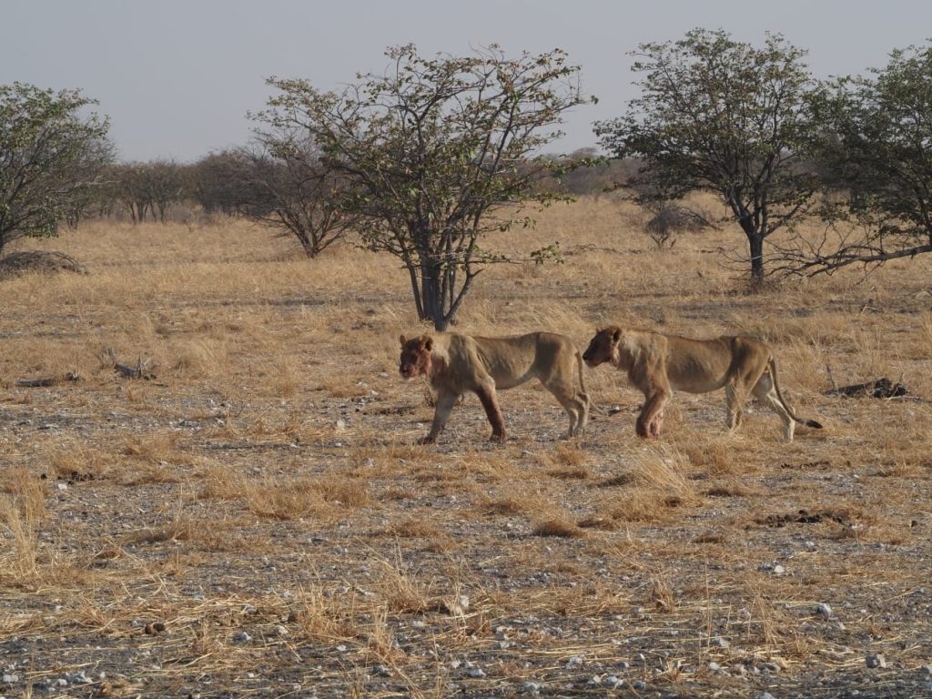 Two young lions walking across dry grassland, Namibia