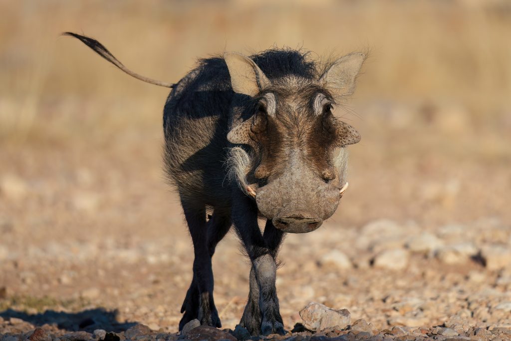 A warthog walking straight towards the camera with its tail raised, tusks and facial warts clearly visible, on stony ground in Namib-Naukluft National Park