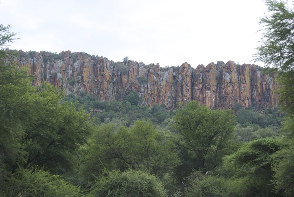 The banded orange sandstone cliff line of the Waterberg Plateau rising above dense green acacia bush