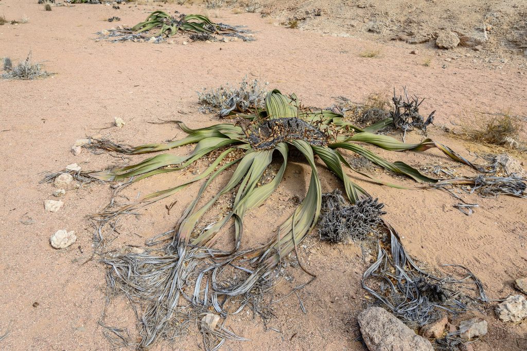 A living Welwitschia mirabilis plant with long green strap-shaped leaves splitting and curling outwards across pale desert gravel in the Namib